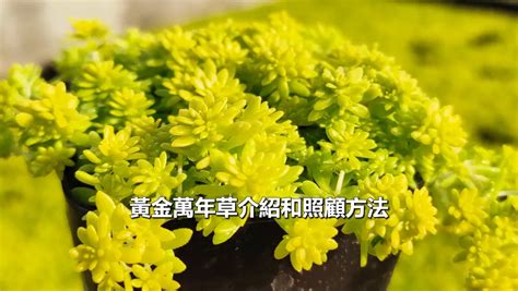 黃金萬年草花語|黃金萬年草的養殖方法